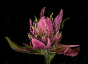 Castilleja rhexiifolia - Splitleaf Paintbrush
